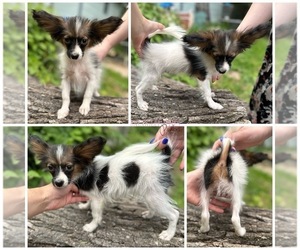 Papillon Puppy for sale in ELK RIVER, MN, USA