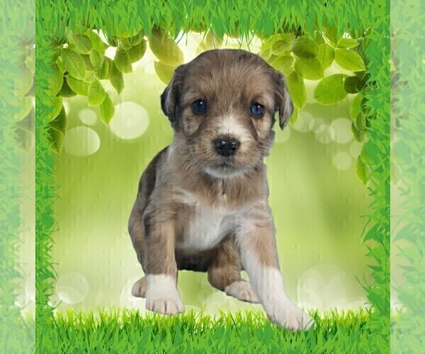 Medium Photo #12 Bernedoodle (Miniature) Puppy For Sale in BLACK FOREST, CO, USA