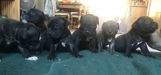 American Pit Bull Terrier Puppy for sale in RIFLE, CO, USA