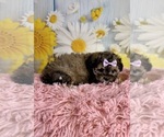 Small #7 ShihPoo
