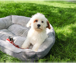 Small #1 Cavapoo (Miniature)