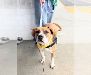Winnie (The boxer) - Female Boxer-Unknown Mix Dog for Adoption - Photo #3