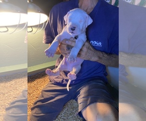 Dogo Argentino Puppy for Sale in SAN PEDRO, California USA
