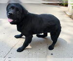 Small Labrador Retriever Mix