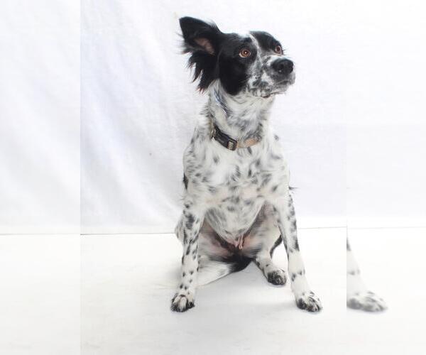 Medium Photo #2 Mutt Puppy For Sale in Burbank, CA, USA