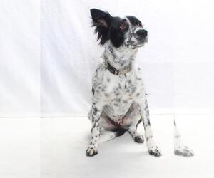 *HARRIETT - Female Mutt Dog for Adoption - Photo #2