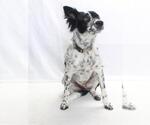 Small #1 Mutt