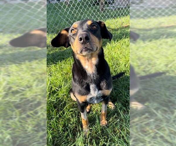 Medium Photo #1 Black and Tan Coonhound-Unknown Mix Puppy For Sale in Rosenberg, TX, USA