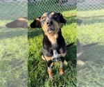 Small Black and Tan Coonhound Mix