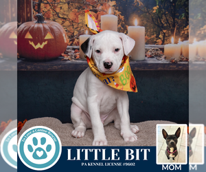 American Pit Bull Terrier-Labrador Retriever Mix Dogs for adoption in Kimberton, PA, USA