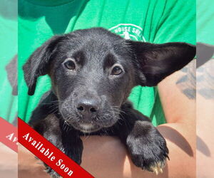 German Shepherd Dog-Unknown Mix Dogs for adoption in Huntley, IL, USA