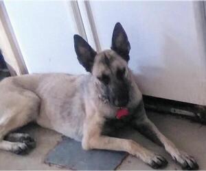 Mutt Dogs for adoption in Incline Village, NV, USA