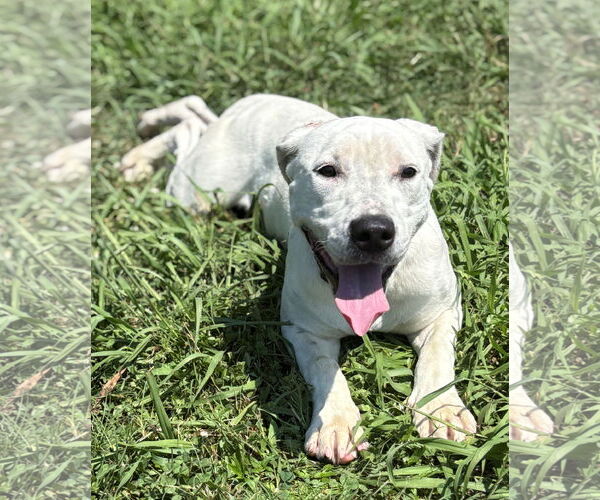 Medium Photo #2 Mutt Puppy For Sale in Virginia Beach, VA, USA