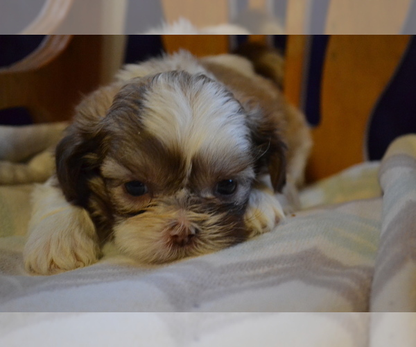 Medium Photo #4 Shih Tzu Puppy For Sale in GREENWOOD, WI, USA