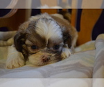 Small #3 Shih Tzu