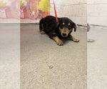 Small Rottweiler Mix