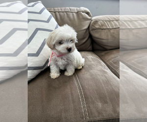 Maltese Puppy for Sale in HIALEAH, Florida USA