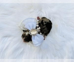 Pomeranian Puppy for sale in HAYWARD, CA, USA