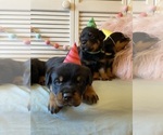 Small Photo #17 Rottweiler Puppy For Sale in NAPA, CA, USA