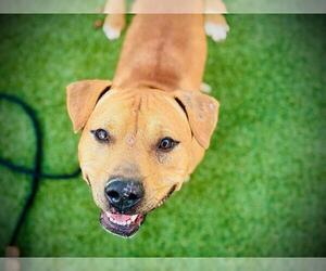 Mutt Dogs for adoption in Orlando, FL, USA