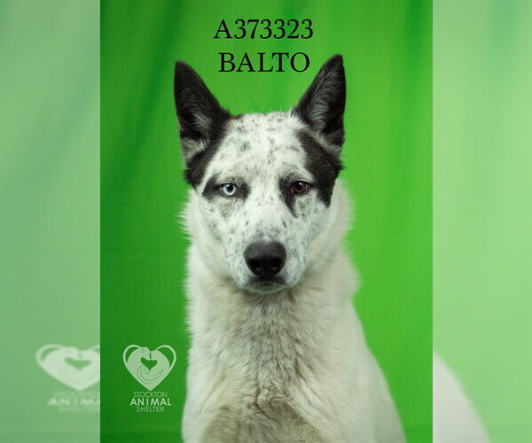 Medium Photo #1 Border Collie-Texas Heeler Mix Puppy For Sale in Stockton, CA, USA