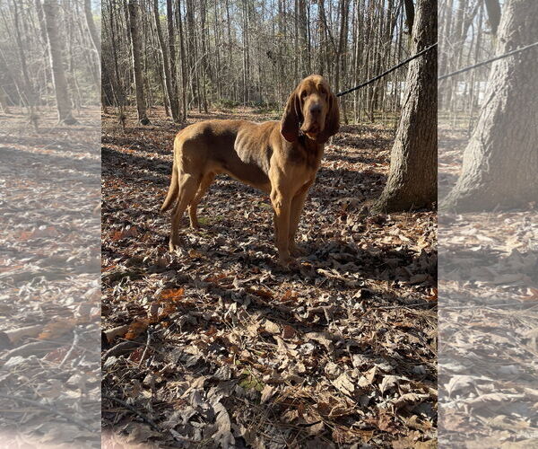 Medium Photo #1 Bloodhound Puppy For Sale in York, SC, USA
