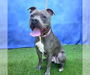 *TALLULAH - Female Mutt Dog for Adoption - Photo #2