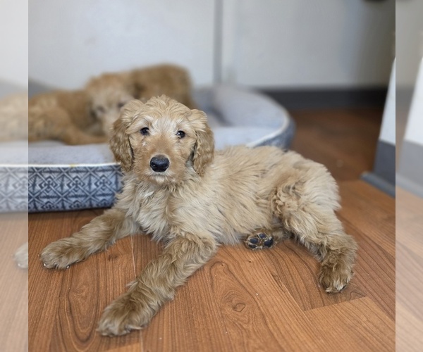 Medium Photo #1 Goldendoodle (Miniature) Puppy For Sale in HTFD, CT, USA