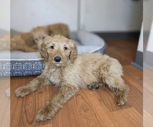 Goldendoodle (Miniature) Puppy for Sale in HTFD, Connecticut USA