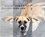 Small Mutt