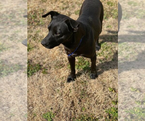 Medium Photo #7 Australian Kelpie-Labrador Retriever Mix Puppy For Sale in Attalka, AL, USA