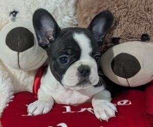 Medium Faux Frenchbo Bulldog