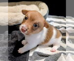 Small Cairn Terrier Mix