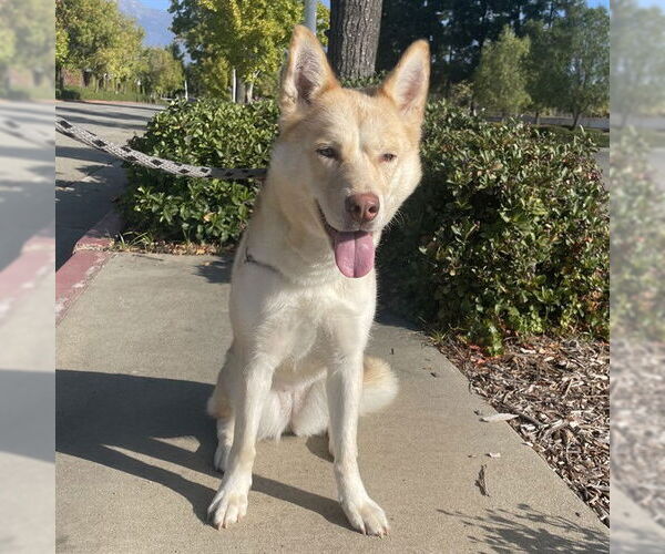 Medium Photo #4 Siberian Husky-Unknown Mix Puppy For Sale in Rancho Cucamonga, CA, USA