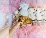 Small #6 Chihuahua