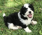 Small Photo #10 Aussiedoodle Miniature  Puppy For Sale in FORT MYERS, FL, USA