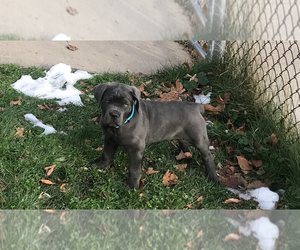 Cane Corso Puppy for sale in SYRACUSE, NY, USA