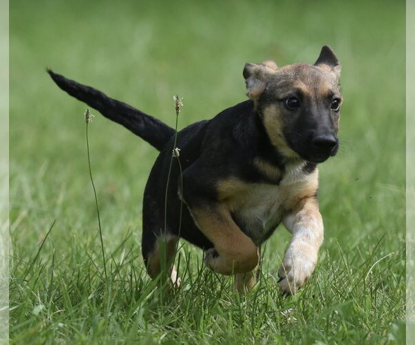 Medium Photo #9 Mutt Puppy For Sale in Mechanicsburg, PA, USA
