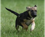 Small #8 Mutt
