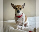 Small #2 Rat Terrier