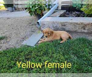 Golden Retriever Puppy for Sale in PIPESTONE, Minnesota USA