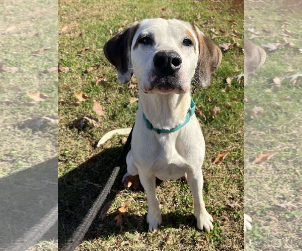 Medium Photo #12 Lab-Pointer Puppy For Sale in Rustburg, VA, USA