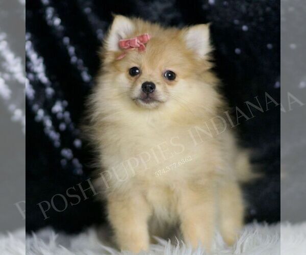 Medium Photo #94 Pomeranian Puppy For Sale in WARSAW, IN, USA