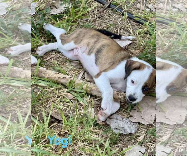 Medium Photo #3 Boxer Puppy For Sale in Dumont, NJ, USA