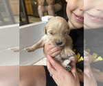 Small #6 Golden Retriever