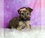 Small Photo #127 Yorkipoo Puppy For Sale in WARSAW, IN, USA
