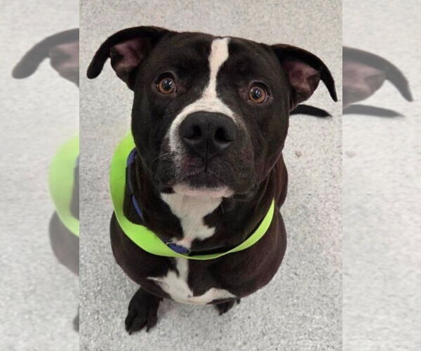 Medium Photo #5 American Staffordshire Terrier-Unknown Mix Puppy For Sale in Lake Forest, CA, USA