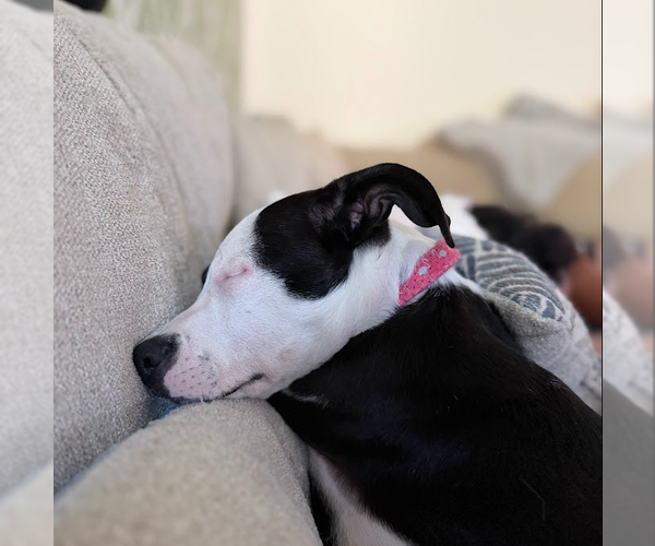 Medium Photo #6 American Pit Bull Terrier-Labrador Retriever Mix Puppy For Sale in The Woodlands, TX, USA