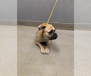 Boxer-Unknown Mix Dogs for adoption in Las Vegas, NV, USA