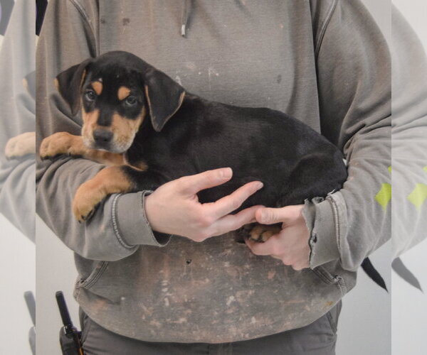 Medium Photo #2 Rottweiler-Unknown Mix Puppy For Sale in Huntley, IL, USA